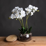 White Orchid In Glass Pot - Thumb 1
