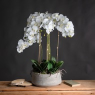 Large White Orchid In Stone Pot - Thumb 1