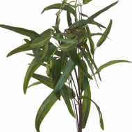 Eucalyptus Nicholii Spray - Thumb 4