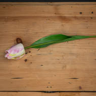 Pink & Green Tulip - Thumb 2