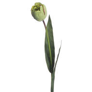 Green Tulip - Thumb 3