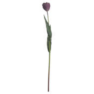 Purple Tulip - Thumb 3