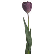 Purple Tulip - Thumb 4