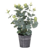 Eucalyptus In Tin Pot - Thumb 2