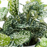 Variegated White And Green Nerve Plant - Thumb 2