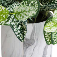 Variegated White And Green Nerve Plant - Thumb 3