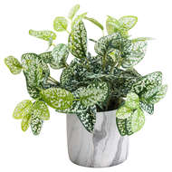 Variegated White And Green Nerve Plant - Thumb 4