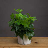 Potted Ivy House Plant - Thumb 1