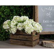 White Lace Cap Hydrangea - Thumb 4