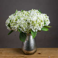 White Lace Cap Hydrangea - Thumb 1