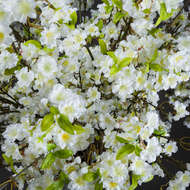 White Cherry Blossom Spray - Thumb 2