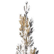 Antique Metallic Brass Mirrored Pine Wall Art - Thumb 2