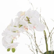 Small Glass Potted Orchid With Roots - Thumb 2