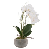 Small Glass Potted Orchid With Roots - Thumb 1