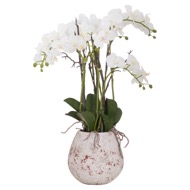 Large Stone Potted Orchid With Roots - Thumb 1