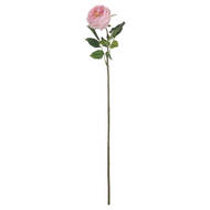 Pastel Pink Portland Rose - Thumb 3
