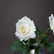 Large White Garden Rose - Thumb 2
