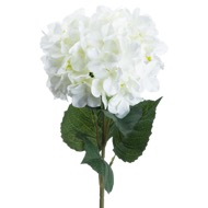 Single White Hydrangea - Thumb 2