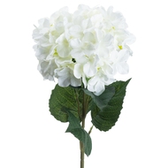 Single White Hydrangea - Thumb 4