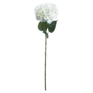 Single White Hydrangea - Thumb 1