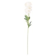 Cream Ranunculus - Thumb 3
