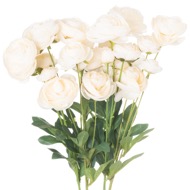 Cream Ranunculus - Thumb 1