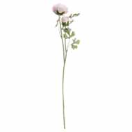 Pastel Pink Ranunculus - Thumb 2