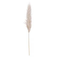 Cream Pampas grass - Thumb 2