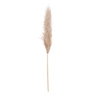 Butter Pampas Grass - Thumb 2