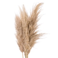 Butter Pampas Grass - Thumb 1