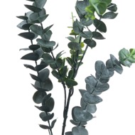 Silver Dollar Eucalyptus - Thumb 2