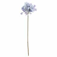 Light Blue Large Headed Agapanthus - Thumb 2