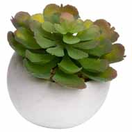Miniature Lola Succulent In Cement Pot - Thumb 1
