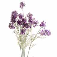Purple Meadow Flower - Thumb 1