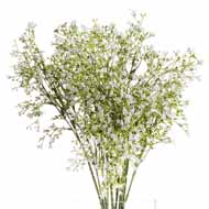 White Gypsophila Spray - Thumb 1