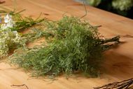 Asparagus Fern Bunch - Thumb 3