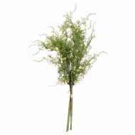 Asparagus Fern Bunch - Thumb 1