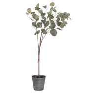 Eucalyptus Tree In Metallic Pot - Thumb 1