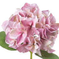 Shabby Pink Single Hydrangea - Thumb 3