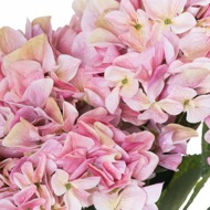 Shabby Pink Hydrangea Bouquet - Thumb 2
