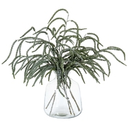 Festive Amaranthus - Thumb 4