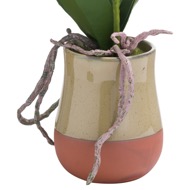 Orchid In Terracotta Glazed Pot - Thumb 2