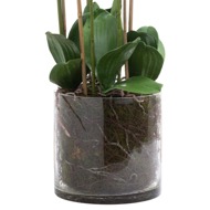 Large White Tall Orchid In Glass Pot - Thumb 3