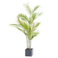 Paradise Potted Palm - Thumb 1
