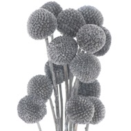Dried Grey Billy Ball Bunch Of 20 - Thumb 1