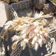 Dried White Billy Ball Bunch Of 20 - Thumb 5