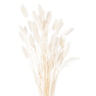 Dried White Bunny Tail Bunch Of 60 - Thumb 1