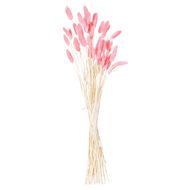 Dried Pale Pink Bunny Tail Bunch Of 40 - Thumb 1