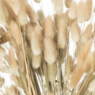 Dried Natural Bunny Tail Bunch Of 40 - Thumb 4