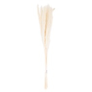 Mini White Pampas Grass Bunch Of 15 - Thumb 2